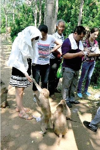 鄭州一景區(qū)猴子傷游客、毀麥田 讓人很頭疼