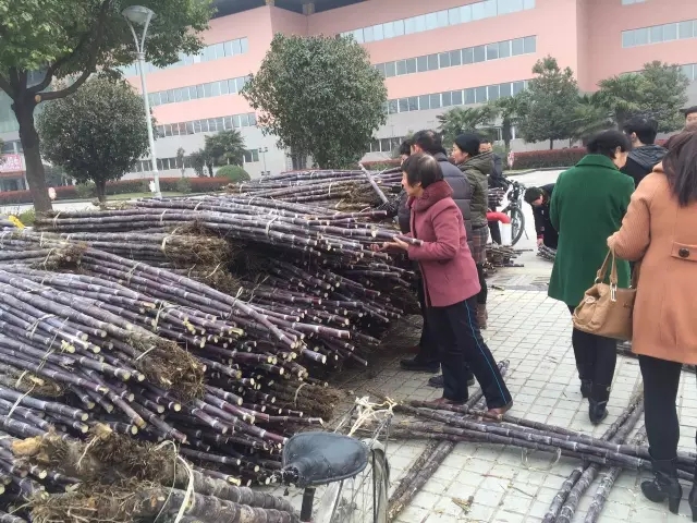 大駐馬甘蔗義賣遭遇城管按章執(zhí)法，這事你咋看？