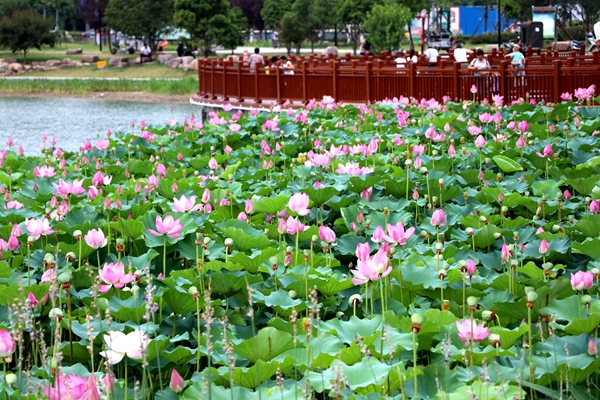 開源湖畔荷花美  香遠(yuǎn)益清醉了誰