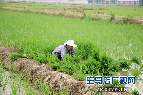 正陽(yáng)縣推廣水稻機(jī)械化插秧