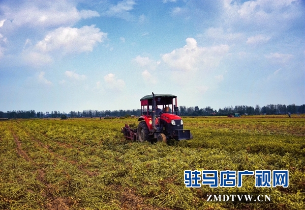 正陽縣永興鎮(zhèn)：趁天搶時(shí)收花生