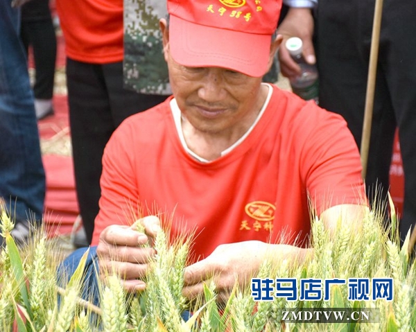 正陽(yáng)千余農(nóng)民麥田選秀