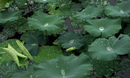 陰雨來(lái)襲 本周駐馬店市進(jìn)入“清涼模式”