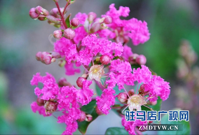 駐馬店市區(qū)紫薇花開(kāi)惹人醉