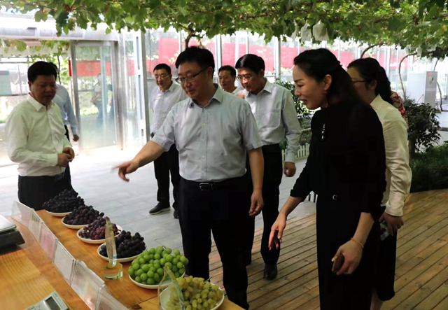 SOD葡萄示范基地落戶駐馬店 產(chǎn)業(yè)技術(shù)助力脫貧攻堅(jiān)