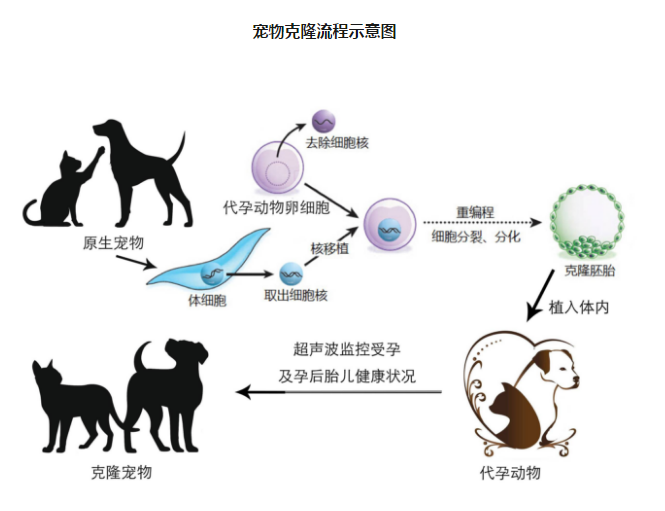 中國首只克隆貓回家了，你會花 38 萬跟去世的寵物再續(xù)前緣嗎？