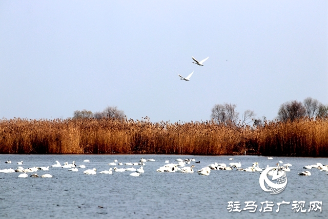 美呆啦！數(shù)千只天鵝到宿鴨湖過(guò)冬