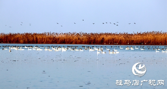 美呆啦！數(shù)千只天鵝到宿鴨湖過冬