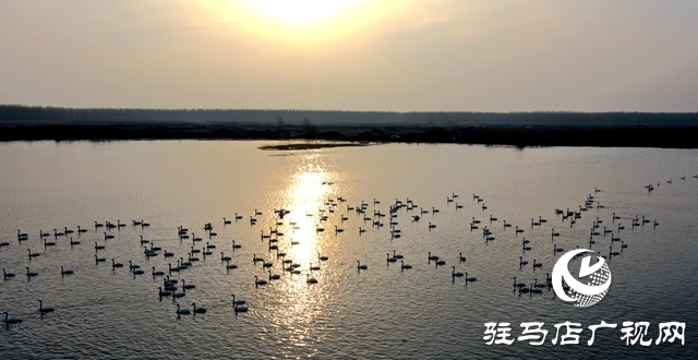 美呆啦！數(shù)千只天鵝到宿鴨湖過冬