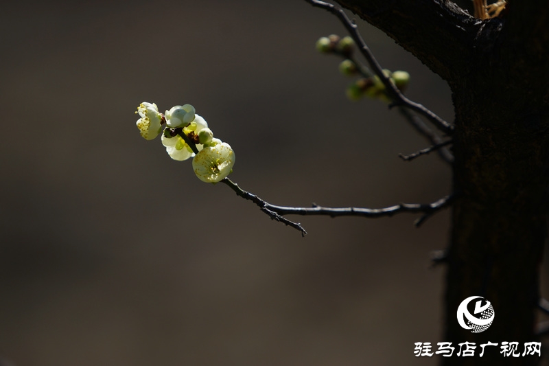 花的盛開，等待了一冬