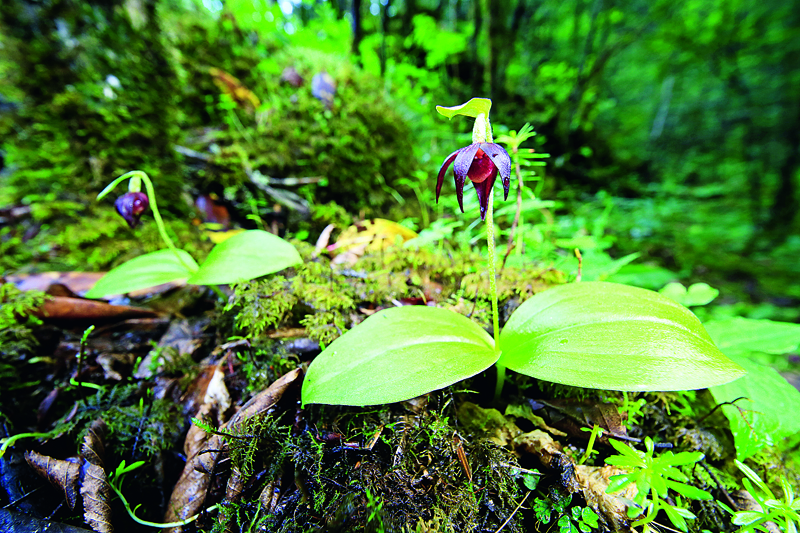 2019年中國野生動植物保護(hù)十件大事揭曉