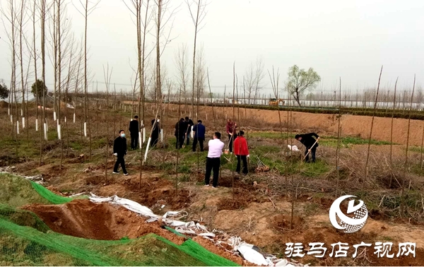 上蔡縣黃埠鎮(zhèn)70余名干部職工開(kāi)展義務(wù)植樹(shù)活動(dòng)