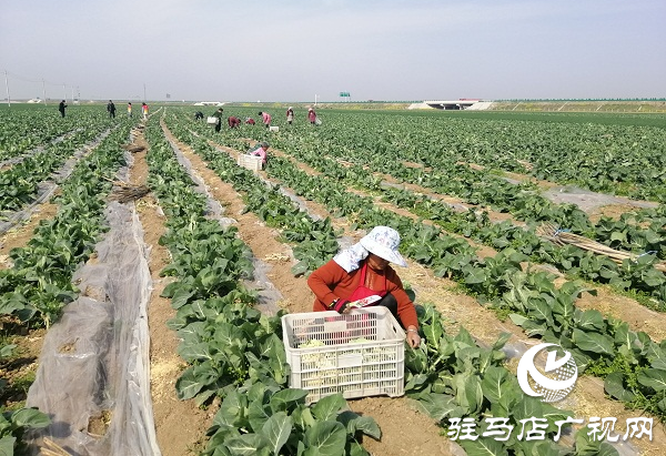 200畝有機花菜滯銷 菜農(nóng)王松濤急盼銷路