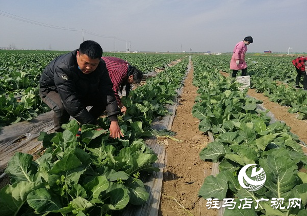 200畝有機花菜滯銷 菜農(nóng)王松濤急盼銷路