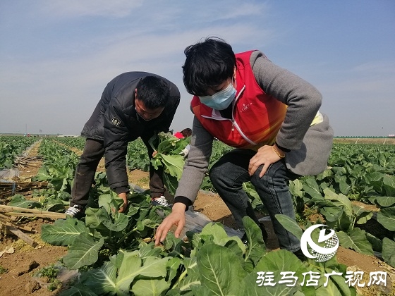 天中義工聯(lián)合會出手 菜農(nóng)王松濤200畝有機花菜有了銷路