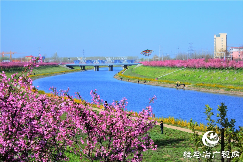 兩岸綠樹成萌，堤岸海棠飄香