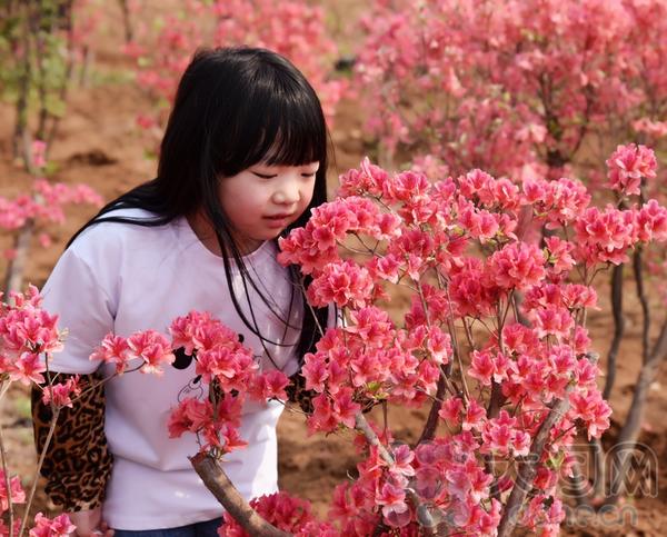 組圖：汝州杜鵑怒放滿山花海 這些美圖讓人忍不住心動(dòng)