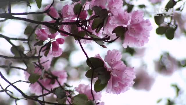 神農(nóng)架的杜鵑花開了