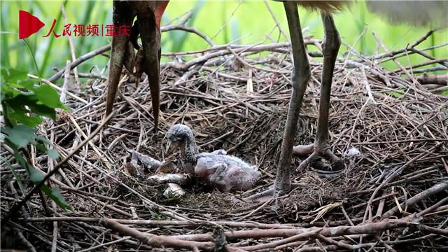 母親節(jié)，看動物老母親如何反芻哺育幼崽