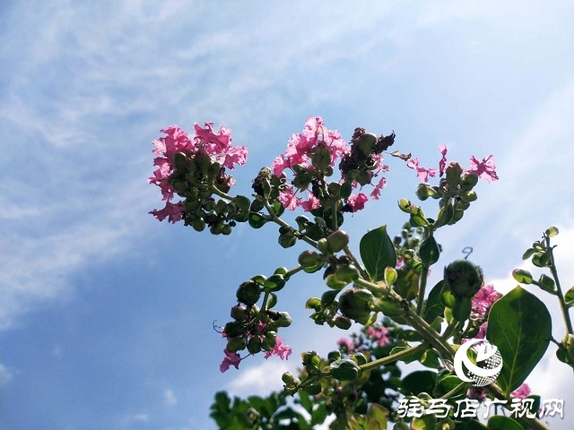 駐馬店：藍(lán)天白云景無(wú)限 綠樹(shù)陰濃夏日長(zhǎng)