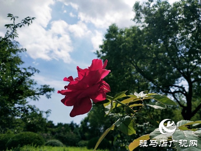 駐馬店：藍(lán)天白云景無(wú)限 綠樹(shù)陰濃夏日長(zhǎng)