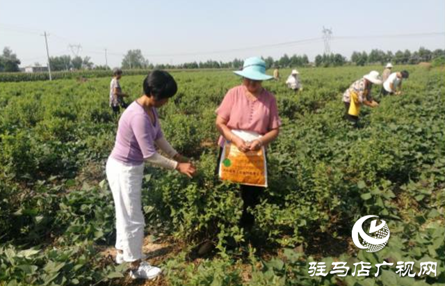 西平縣五溝營鎮(zhèn)：金銀花種植助推脫貧攻堅(jiān)