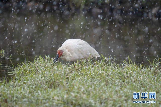 雪中朱鹮