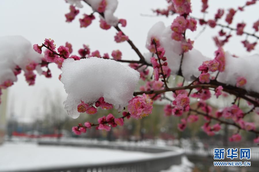 雪潤(rùn)春日