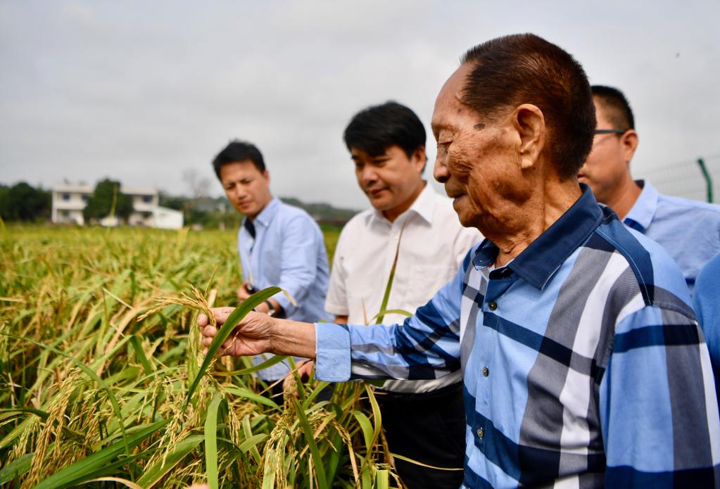 袁爺爺留下的這粒種子，我們?nèi)绾蝹鞒? /></p>
<p style=