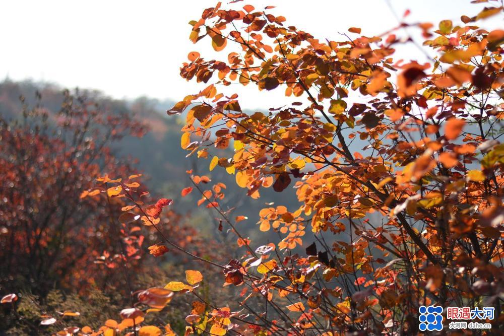 醉美紅葉秋染太行