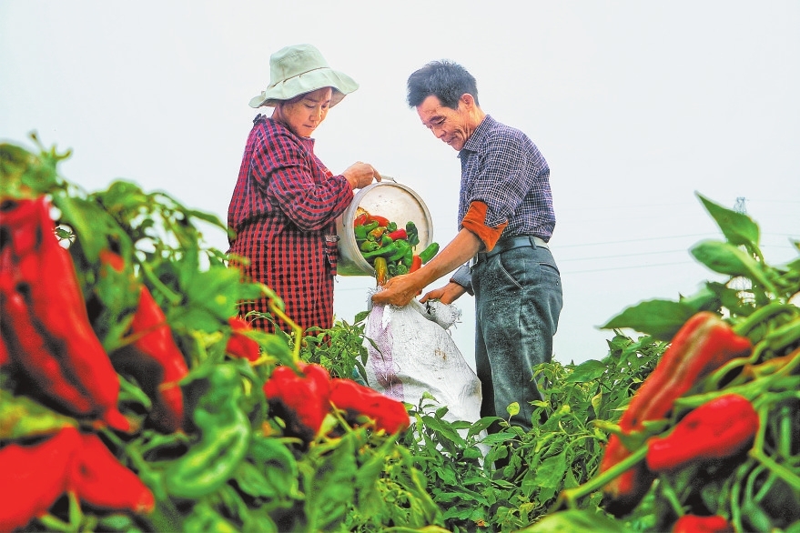 菜園子里“綠生金”