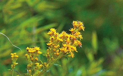 河南排查、處理數(shù)萬株“加拿大一枝黃花” 我省這種花還處萌芽期 不必恐慌