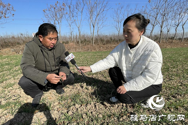 噸源種業(yè)開展冬灌 確保小麥安全越冬