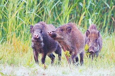 擬被“保護(hù)動(dòng)物名錄”除名 “橫行無(wú)忌”的野豬可以捕殺了？