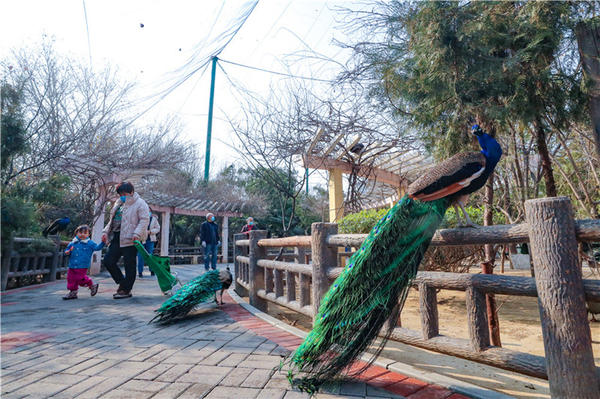 鄭州市動(dòng)物園孔雀進(jìn)入最佳觀賞期 錯(cuò)過(guò)再等一年