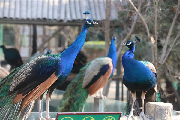 鄭州市動物園孔雀進(jìn)入最佳觀賞期 錯(cuò)過再等一年