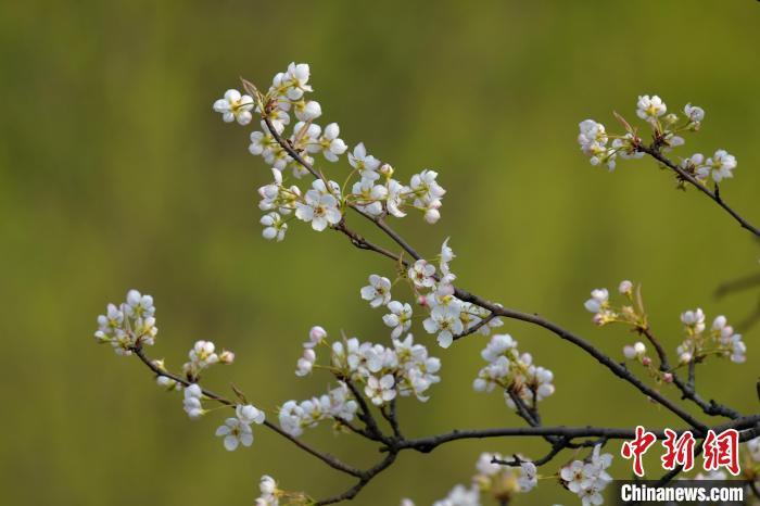 花朝節(jié)是個(gè)什么節(jié)？它還有別的叫法，比如……