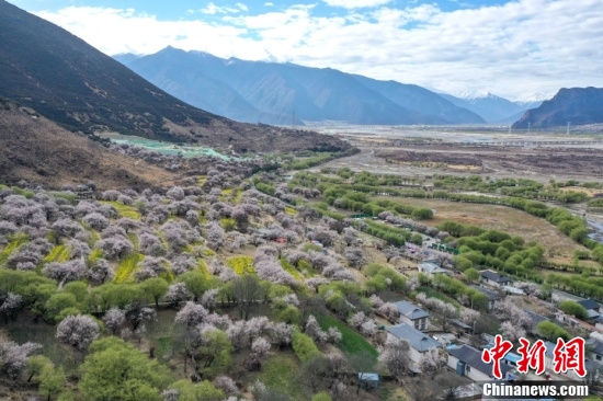 西藏林芝：雪山下桃花開(kāi)