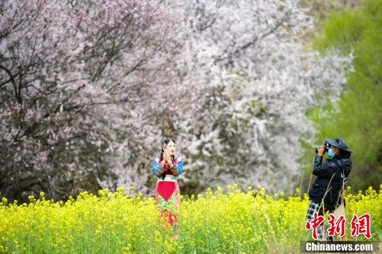 西藏林芝：雪山下桃花開(kāi)