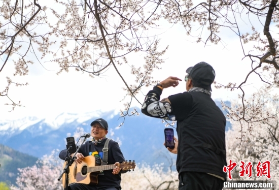 西藏林芝：雪山下桃花開(kāi)