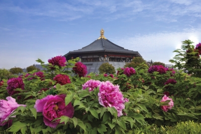 閑來春游洛水岸 陌上與君看牡丹 洛陽牡丹賞花指南