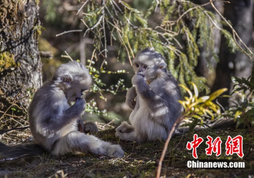 東西問丨李振基：保護生物多樣性，中國虞衡制度告訴了我們什么？