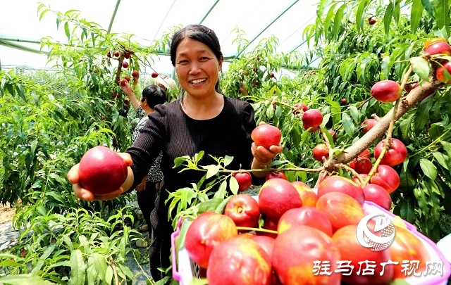 駐馬店市驛城區(qū)蟻蜂鎮(zhèn)：新鮮打卡地 油桃采摘季