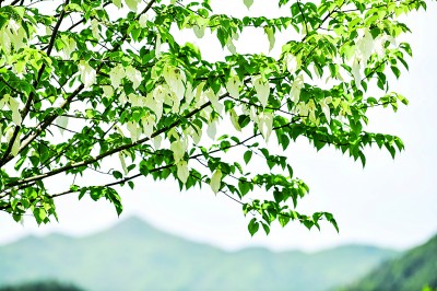 保護(hù)野生植物，國(guó)家植物園只是一個(gè)新開始