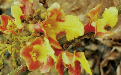 保護(hù)野生植物，國(guó)家植物園只是一個(gè)新開始