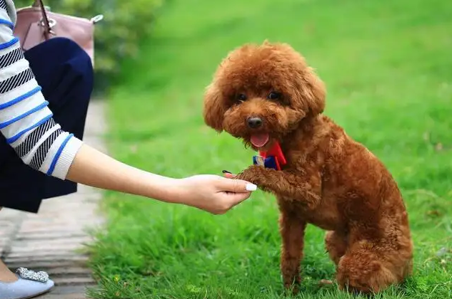 大學(xué)生爭遛流浪狗：人與動物如何和諧相處