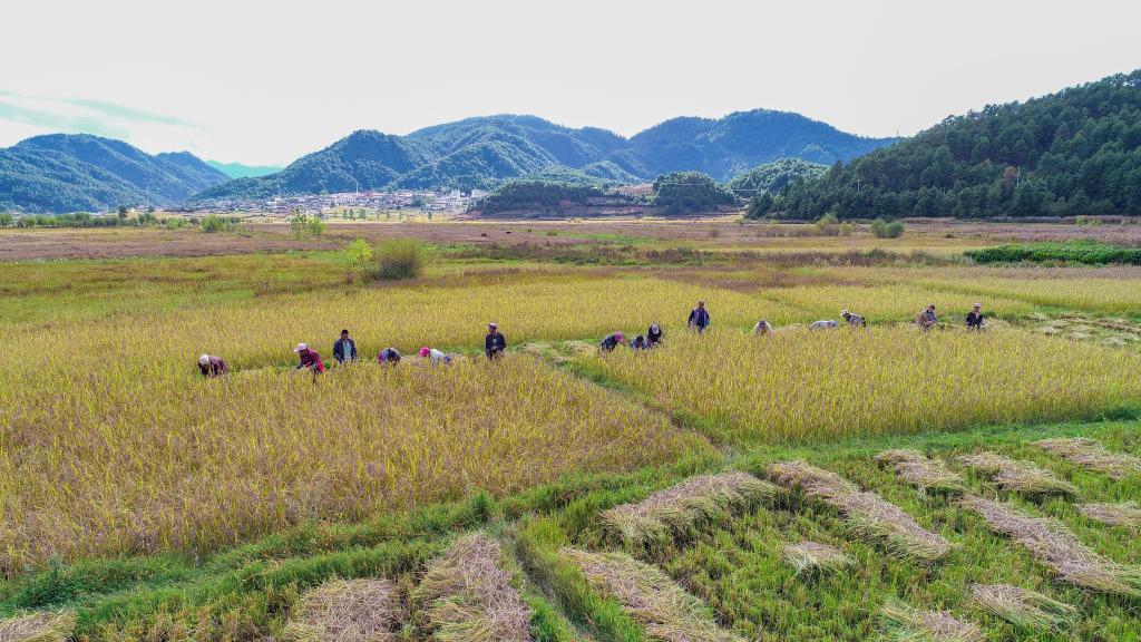 黑稻、多年生稻、巨型稻……奇妙水稻知多少？