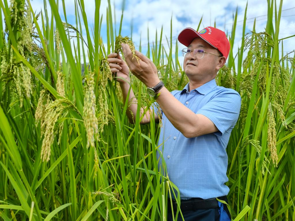 黑稻、多年生稻、巨型稻……奇妙水稻知多少？