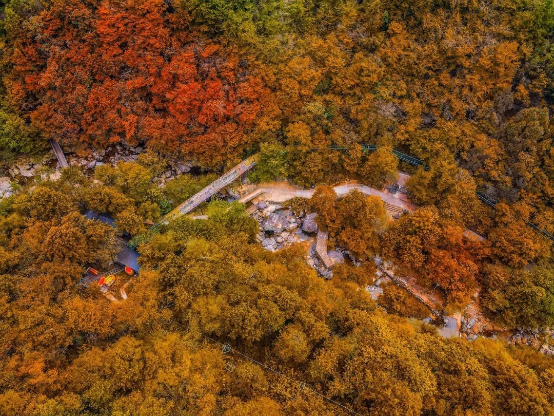 西九華山秋景醉人——紅葉碧竹映射“醉美”深秋！