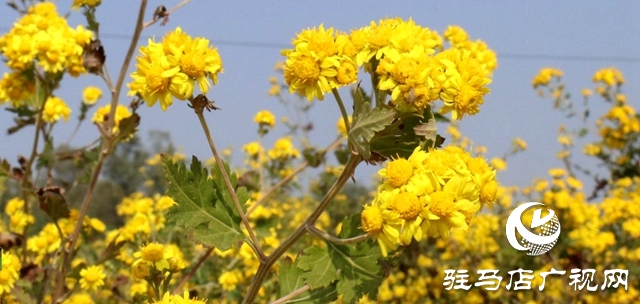 驛城區(qū)朱古洞鄉(xiāng)：野菊花開(kāi)惹人醉